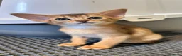 Abyssinian cats for sale: TICA Abyssinian kittens  - Advert 6