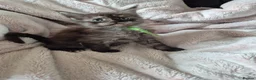 Maine Coon cats for sale: Amazing mainecoon kittens - Advert 3