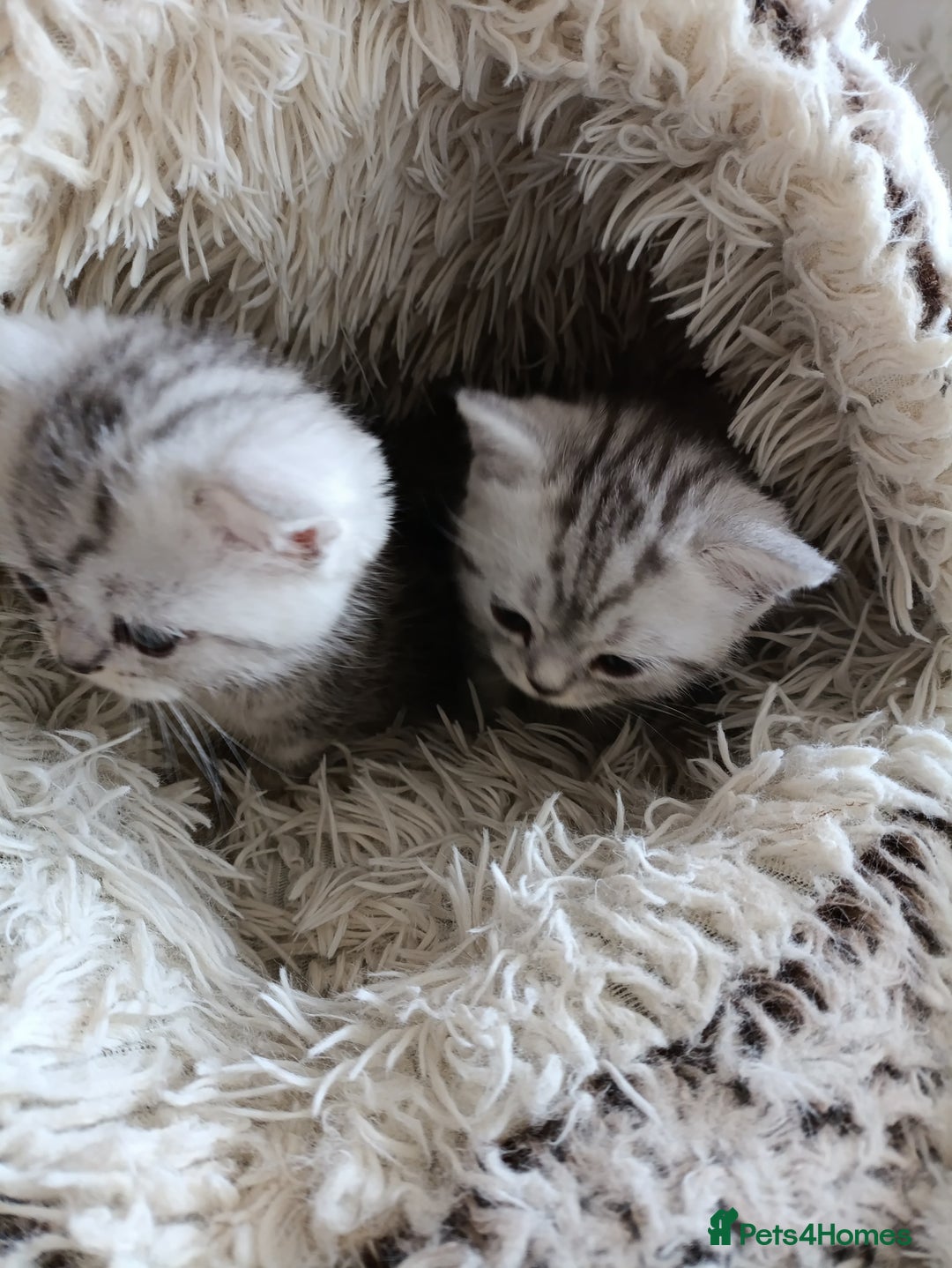 British Shorthair cats for sale: British Shorthair kittens - Image 14