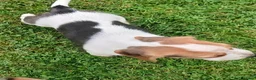 Beagle dogs for sale: Beagle puppies  - Advert 10