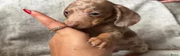 Miniature Dachshund dogs for sale: Bundles of Joy in Peterborough - Advert 4