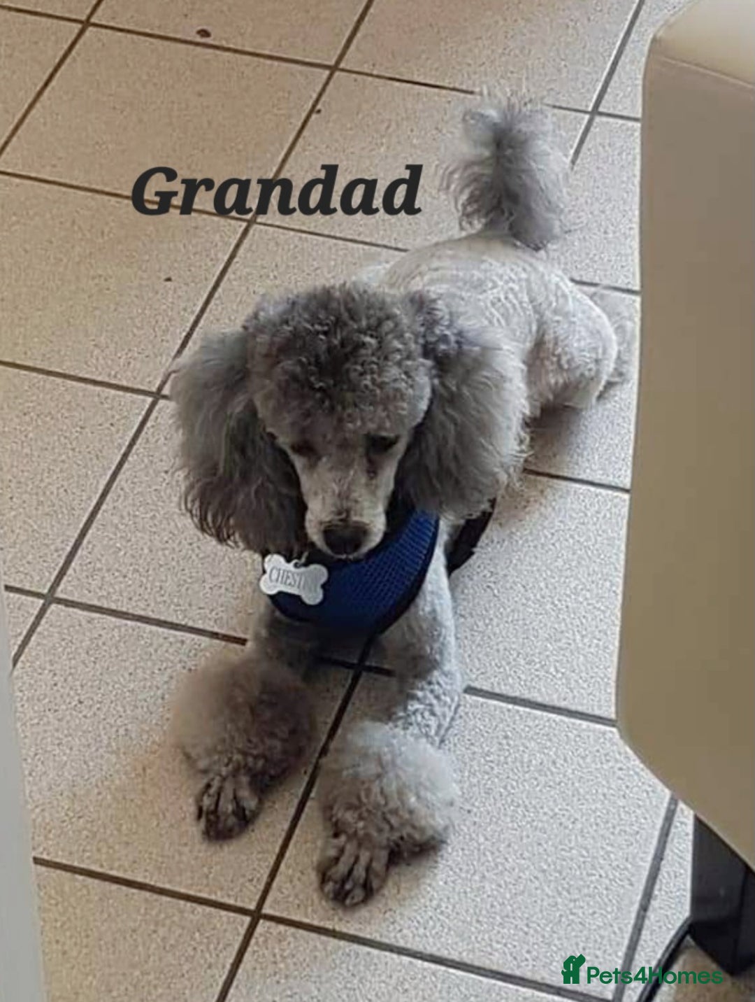 Toy Poodle dogs for sale: **1 PARTI BOY AVAILABLE**READY 21st DECEMBER** - Advert 17