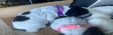 Cocker Spaniel Puppy 7