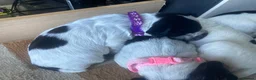 Cocker Spaniel dogs for sale: Pedigree Roan Cocker Spaniel puppies - 3 boys left - Advert 35