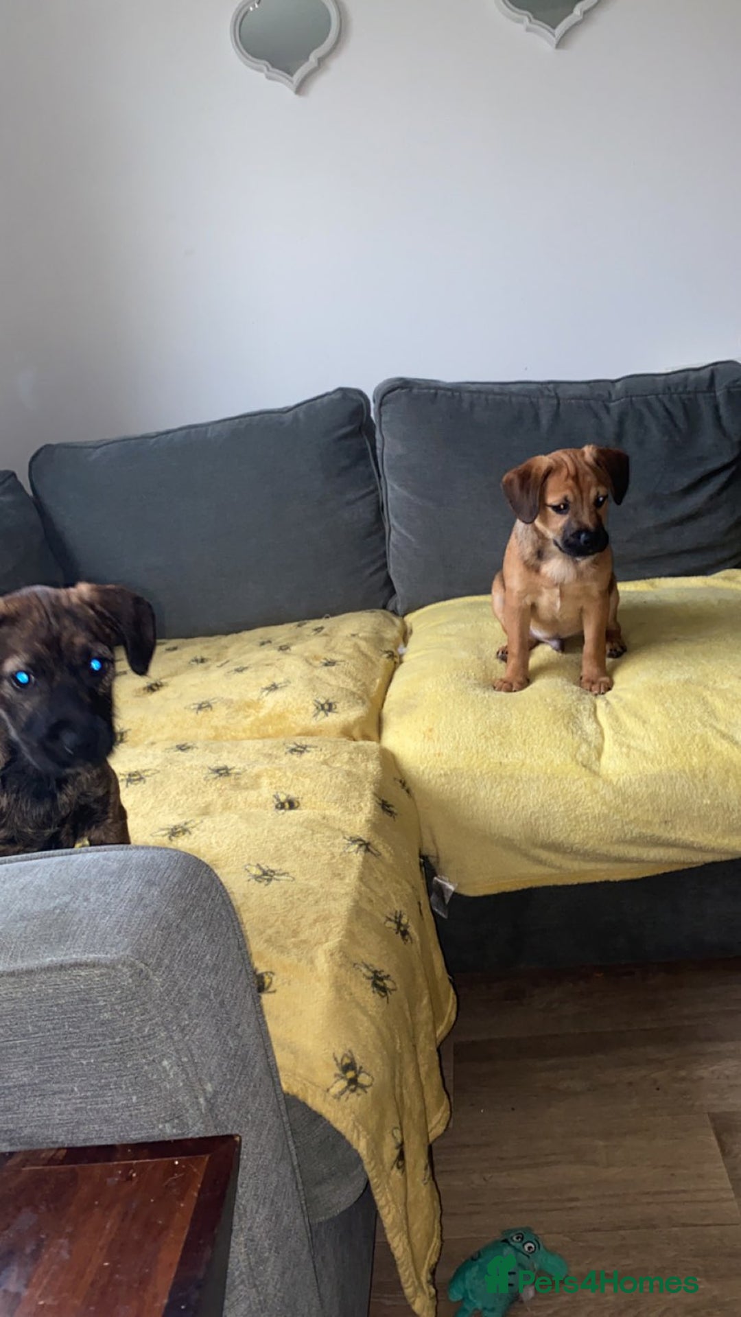 Mixed Breed dogs for sale: Puppies for sale !! 🐾 - Advert 3