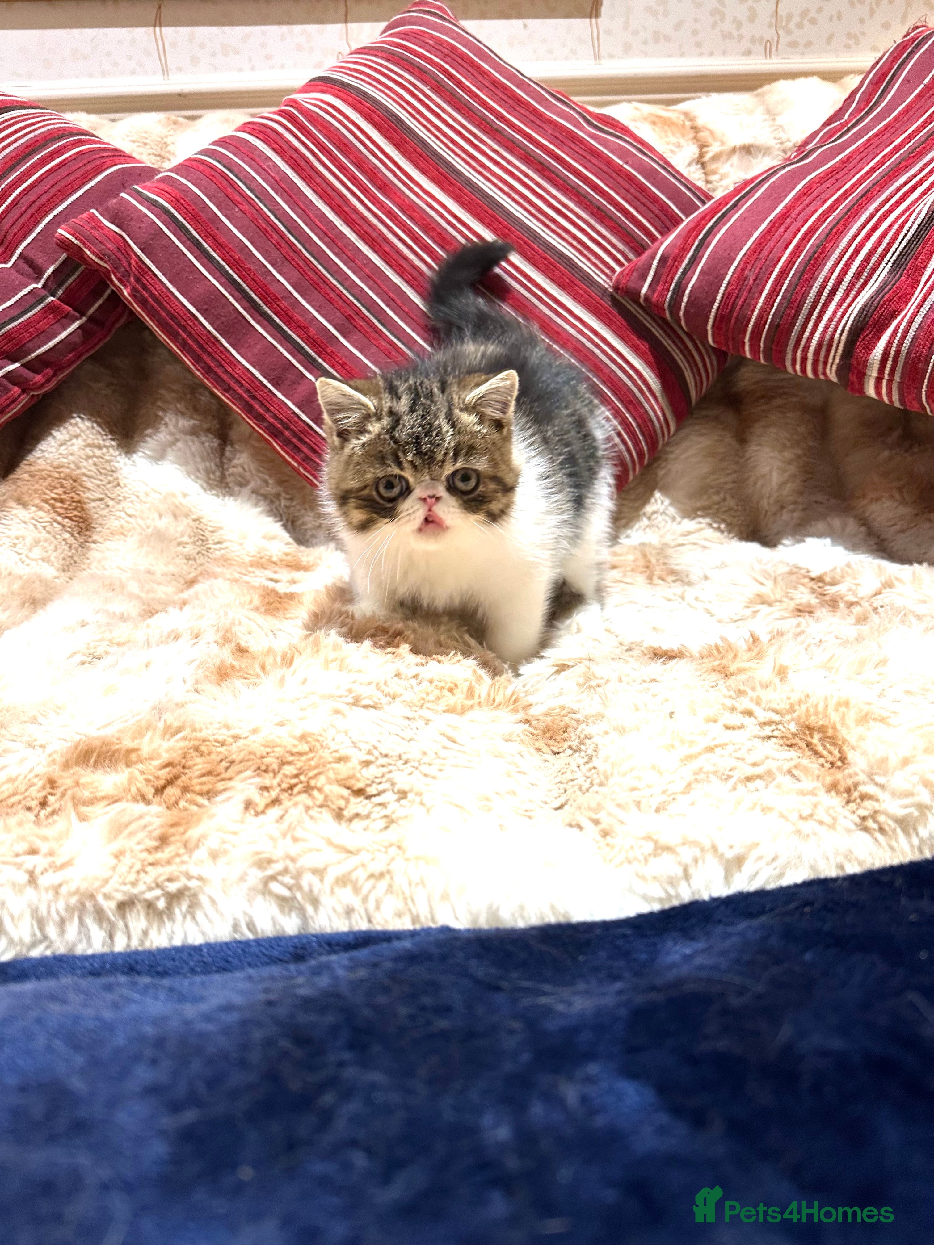 Exotic cats Brown Tabby/white exotic boy - Advert 1