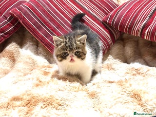 Exotic cats Brown Tabby/white exotic boy - Advert 1