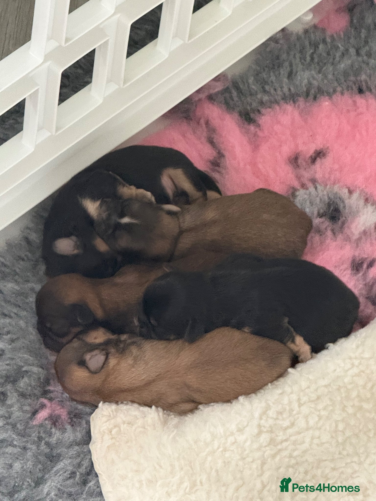 Shih Tzu dogs Imperial Shih Tzu puppies  - Advert 6