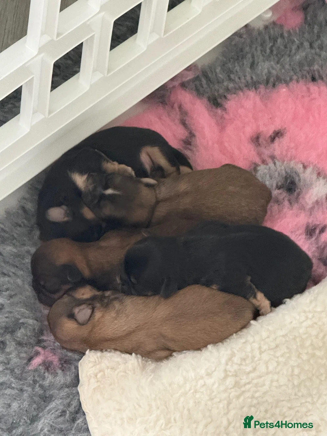 Shih Tzu dogs for sale: Imperial Shih Tzu puppies  - Advert 2