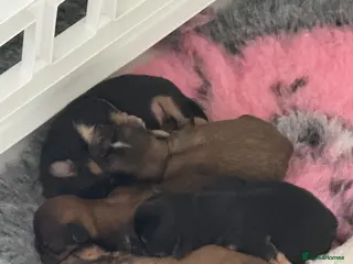 Shih Tzu dogs Imperial Shih Tzu puppies - Advert 6