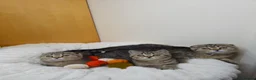 British Shorthair cats for sale: Golden Tabby Kittens  - Advert 17