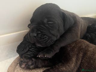 Presa Canario dogs Beautiful pedigree Presa Canario puppies - Advert 1