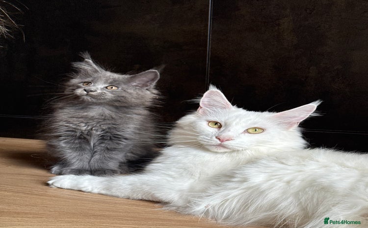 Maine Coon cats - Advert 2
