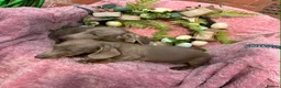 Miniature Dachshund dogs for sale: Minature Dachshund puppys  - Advert 5