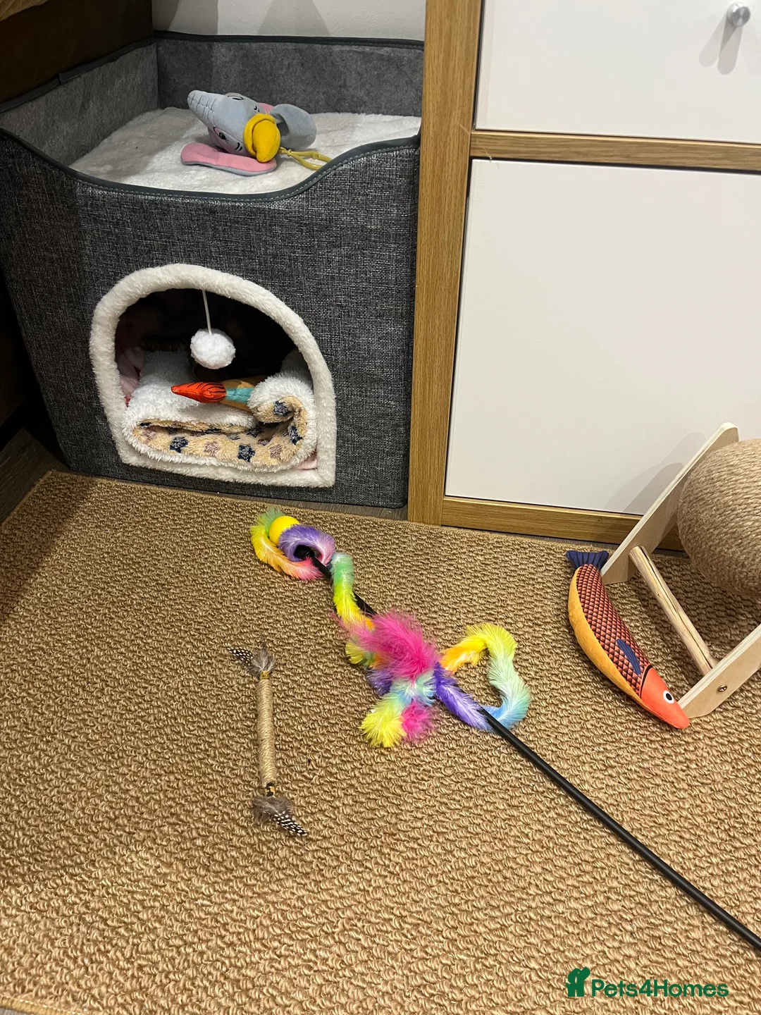 Bengal cats for sale: Female - Advert 5