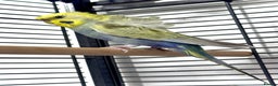 Budgerigars birds for sale: Helicopter Hagoromo Rainbow Hen – Breeding Ready - Advert 1