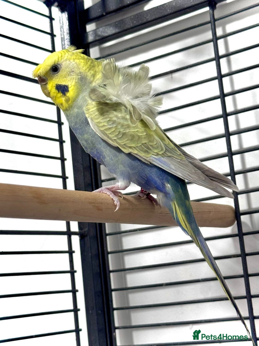 Budgerigars birds for sale: Helicopter Hagoromo Rainbow Hen – Breeding Ready - Advert 1