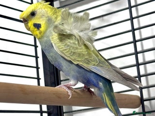 Budgerigars birds Helicopter Hagoromo Rainbow Hen – Breeding Ready - Advert 1