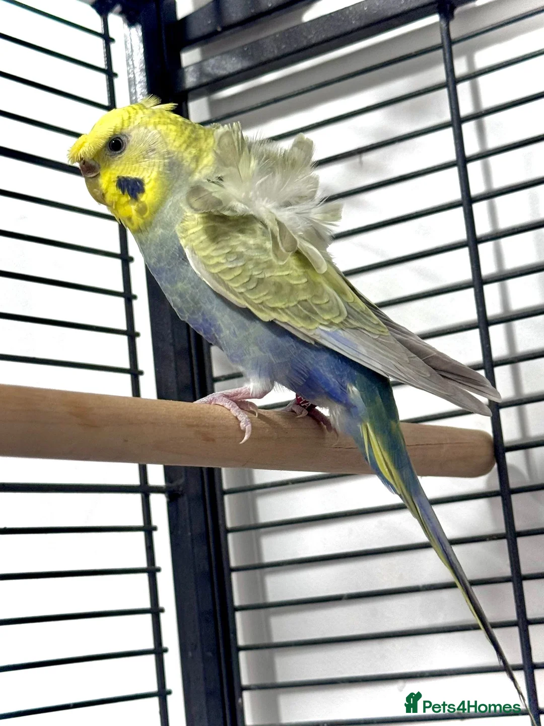 Budgerigars birds for sale: Helicopter Hagoromo Rainbow Hen – Breeding Ready - Advert 1