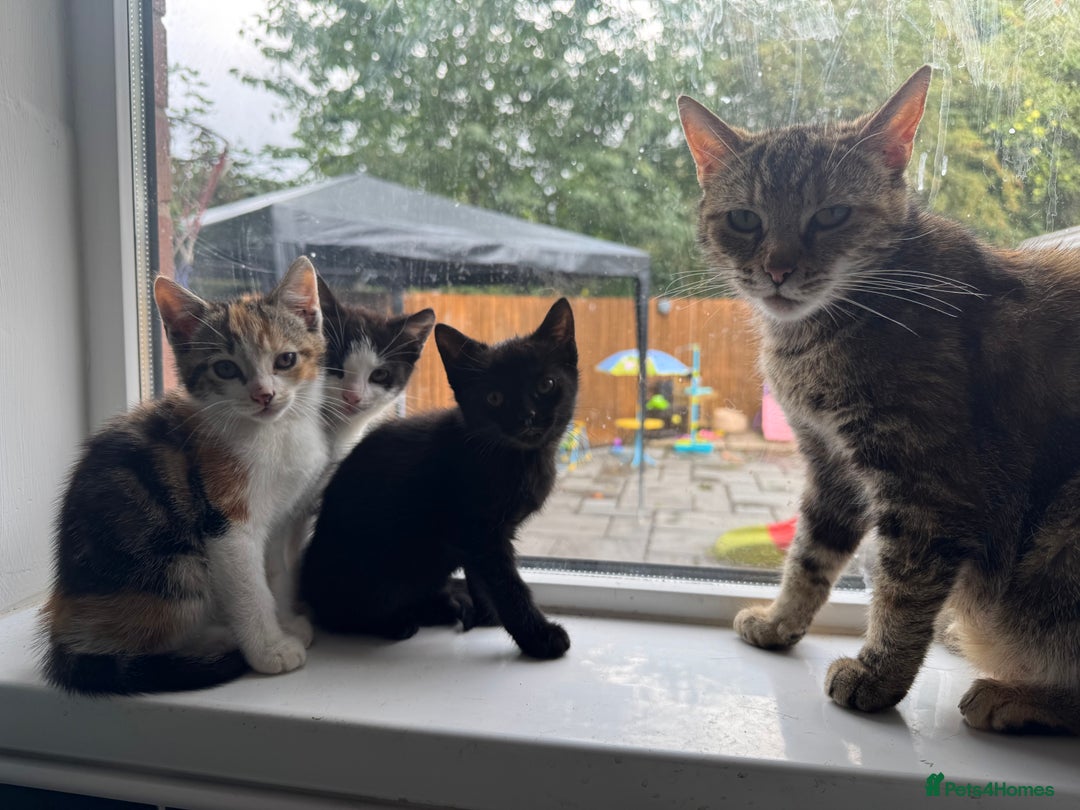 Mixed Breed cats for sale: Ready to go :) Beautiful playful kittens  - Image 5
