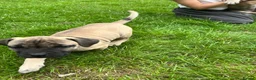 Boerboel dogs for sale: 2 gorgeous Boerboel girls ready now!! - Advert 14
