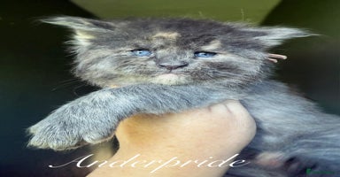 Maine Coon cats - Advert 5