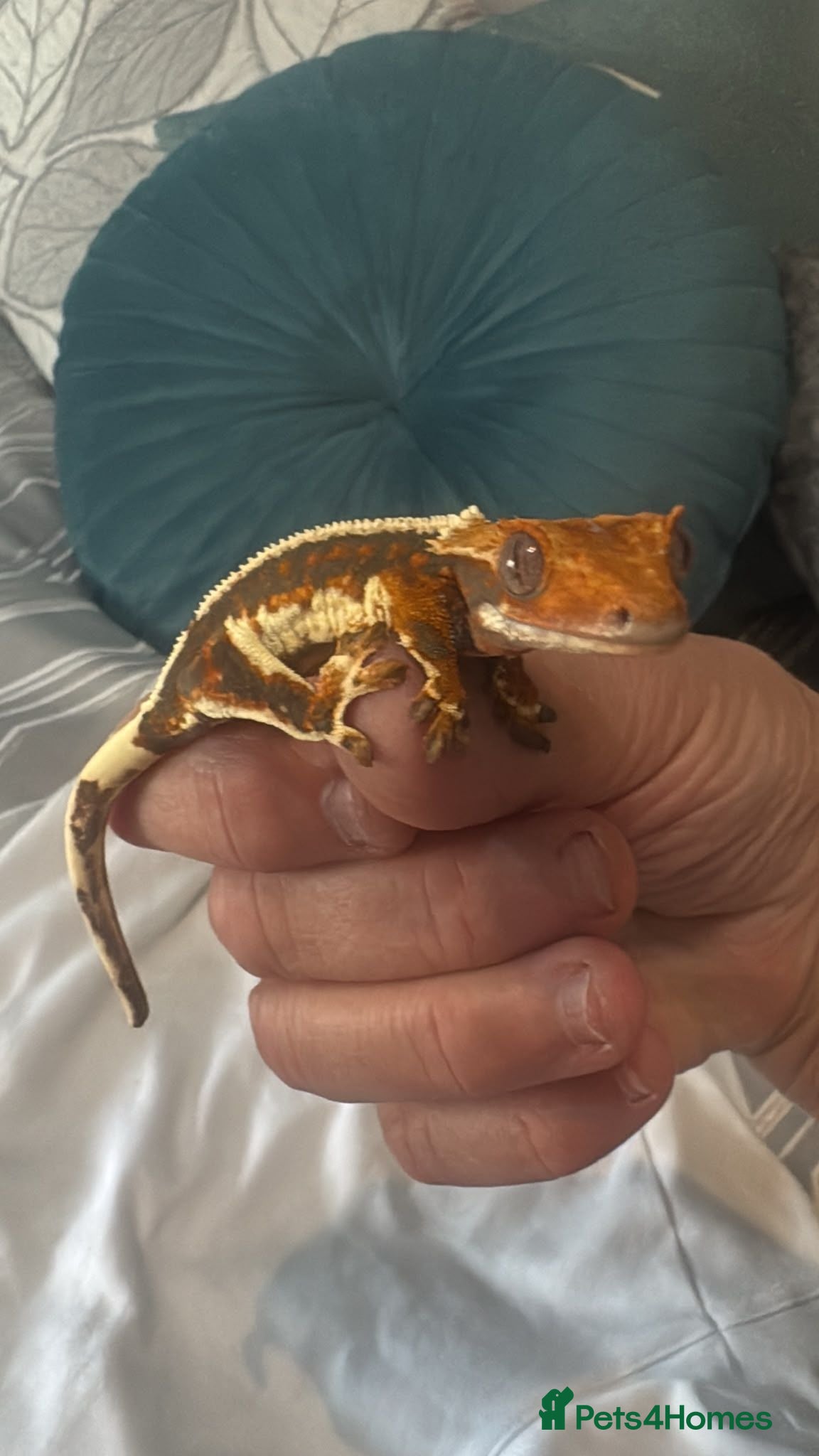 Gecko reptiles Baby gargoyle geckos and baby cresties lilys etx - Advert 21