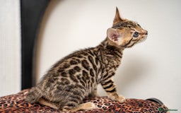Bengal cats for sale: TICA-Certified Bengal Kittens, Show Quality - Image 39