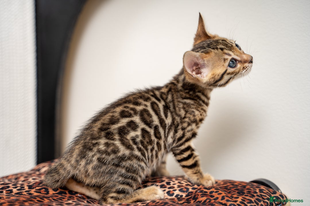 Bengal cats for sale: TICA-Certified Bengal Kittens, Show Quality - Image 39