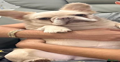French Bulldog dogs - Advert 16