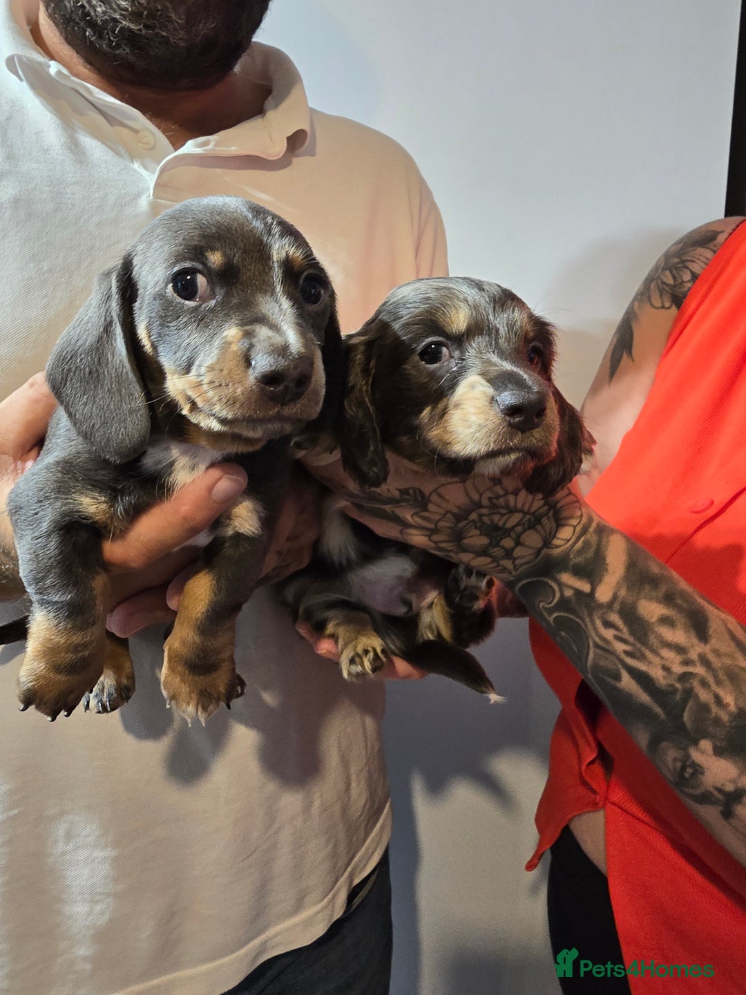 Dachshund dogs for sale: Short and long hair miniature dashund  - Image 22