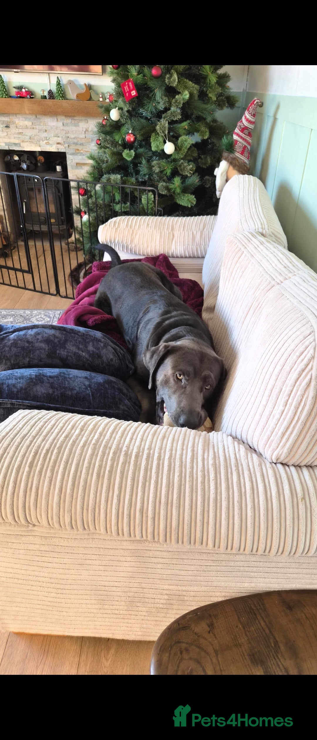 Labrador Retriever dogs for sale: Baloo - Advert 2