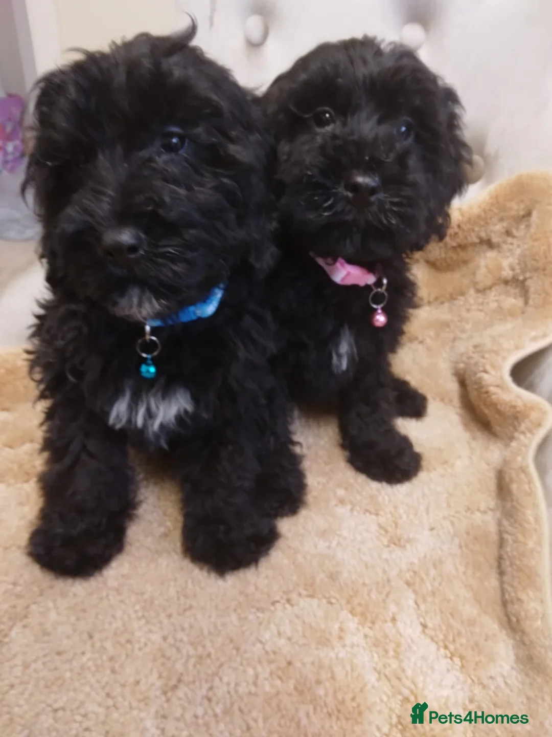 Cockapoo dogs for sale: Cockapoo - Advert 7