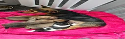 Jack Russell dogs for sale: One girl left  - Advert 10