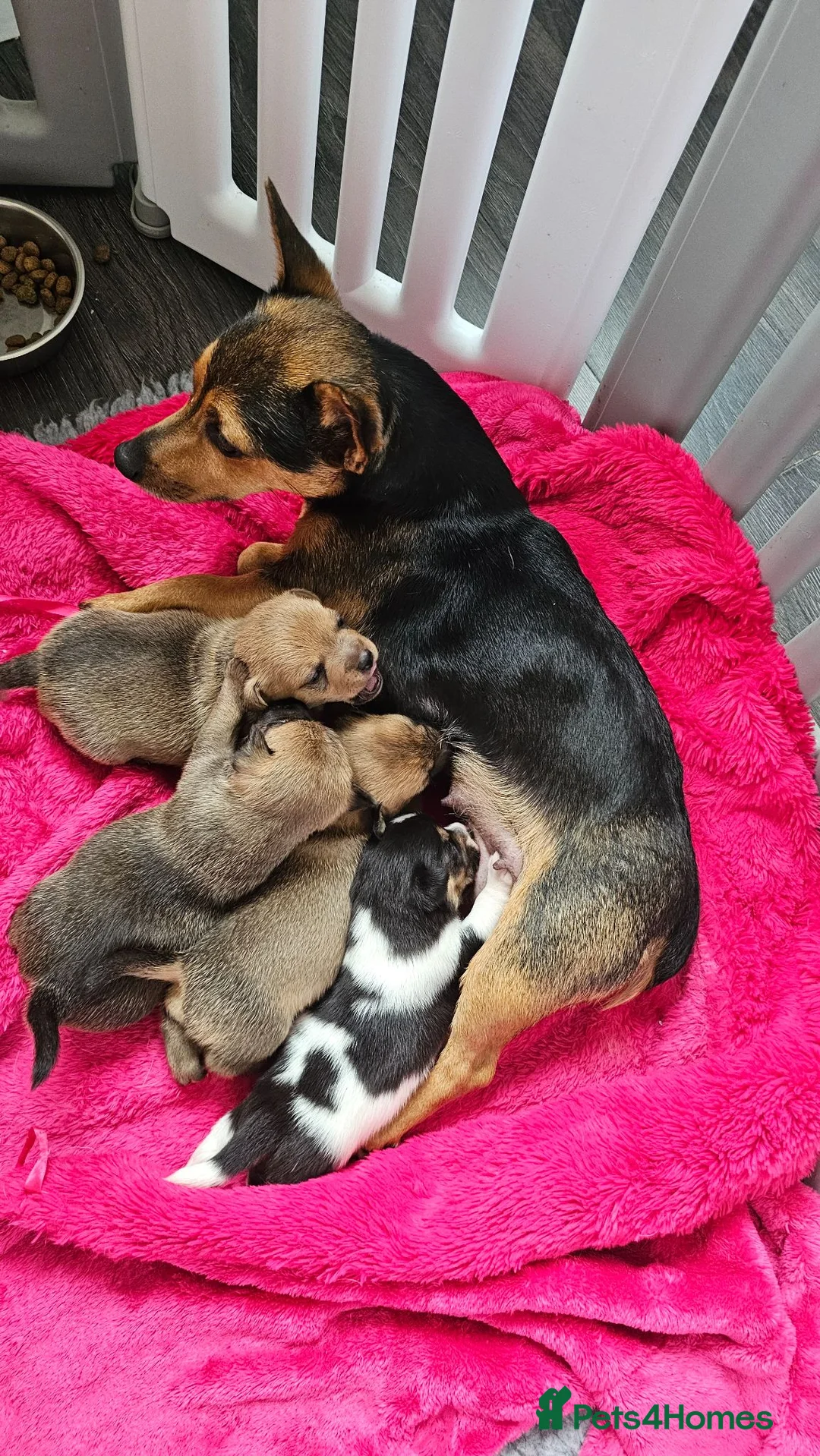 Jack Russell dogs for sale: One girl left  - Advert 10