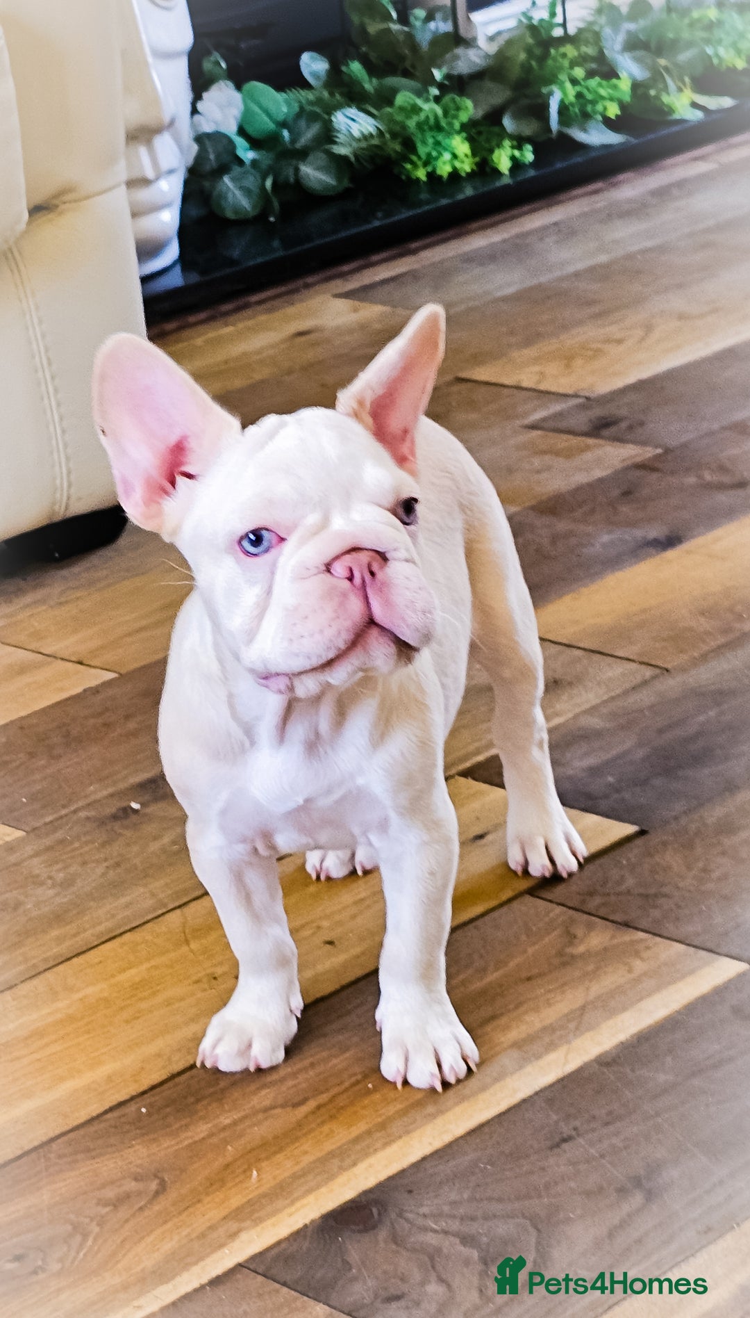 French Bulldog dogs for sale: Premier French Bulldog litter  - Image 2