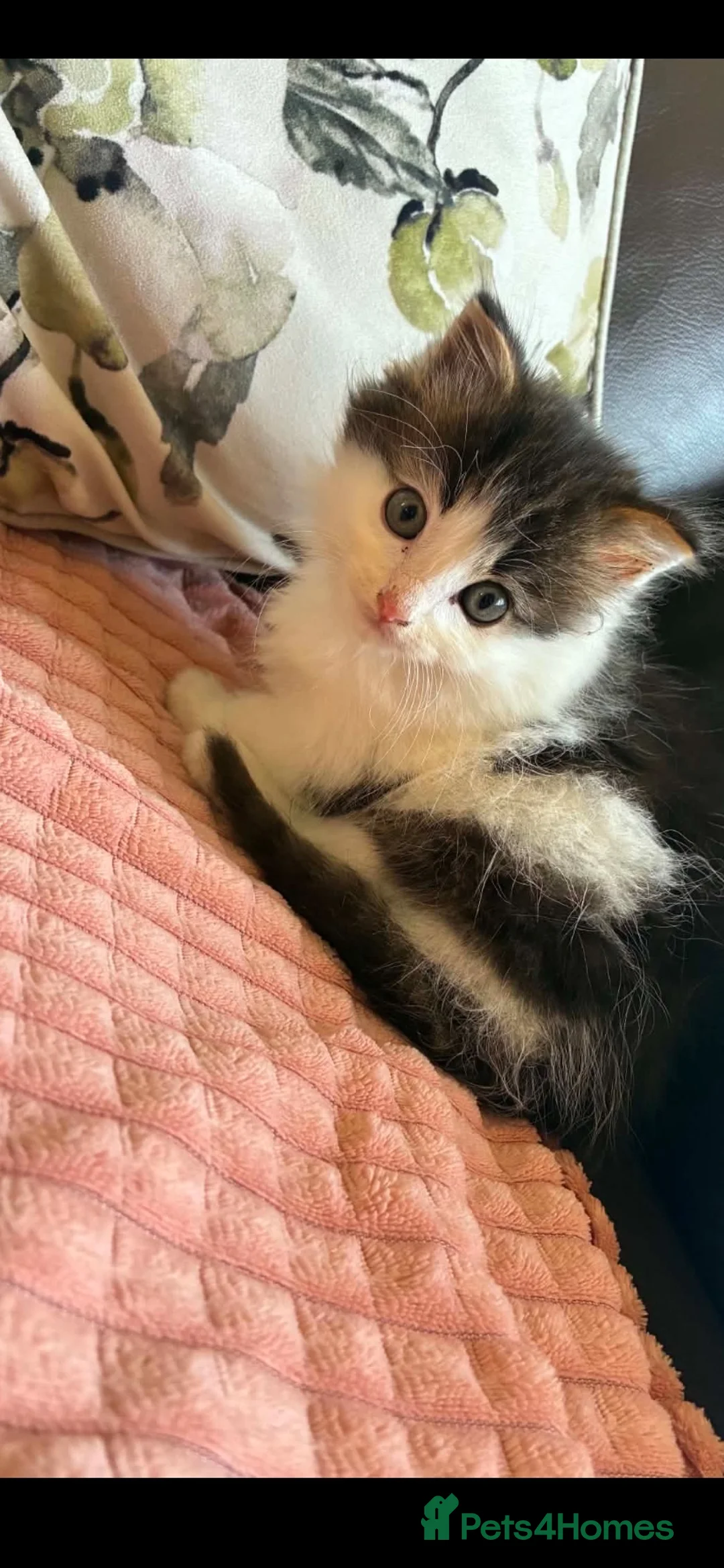 Mixed Breed cats for sale: Long haired Queen and Tom kitten for sale  in Bishop Auckland - Advert 2