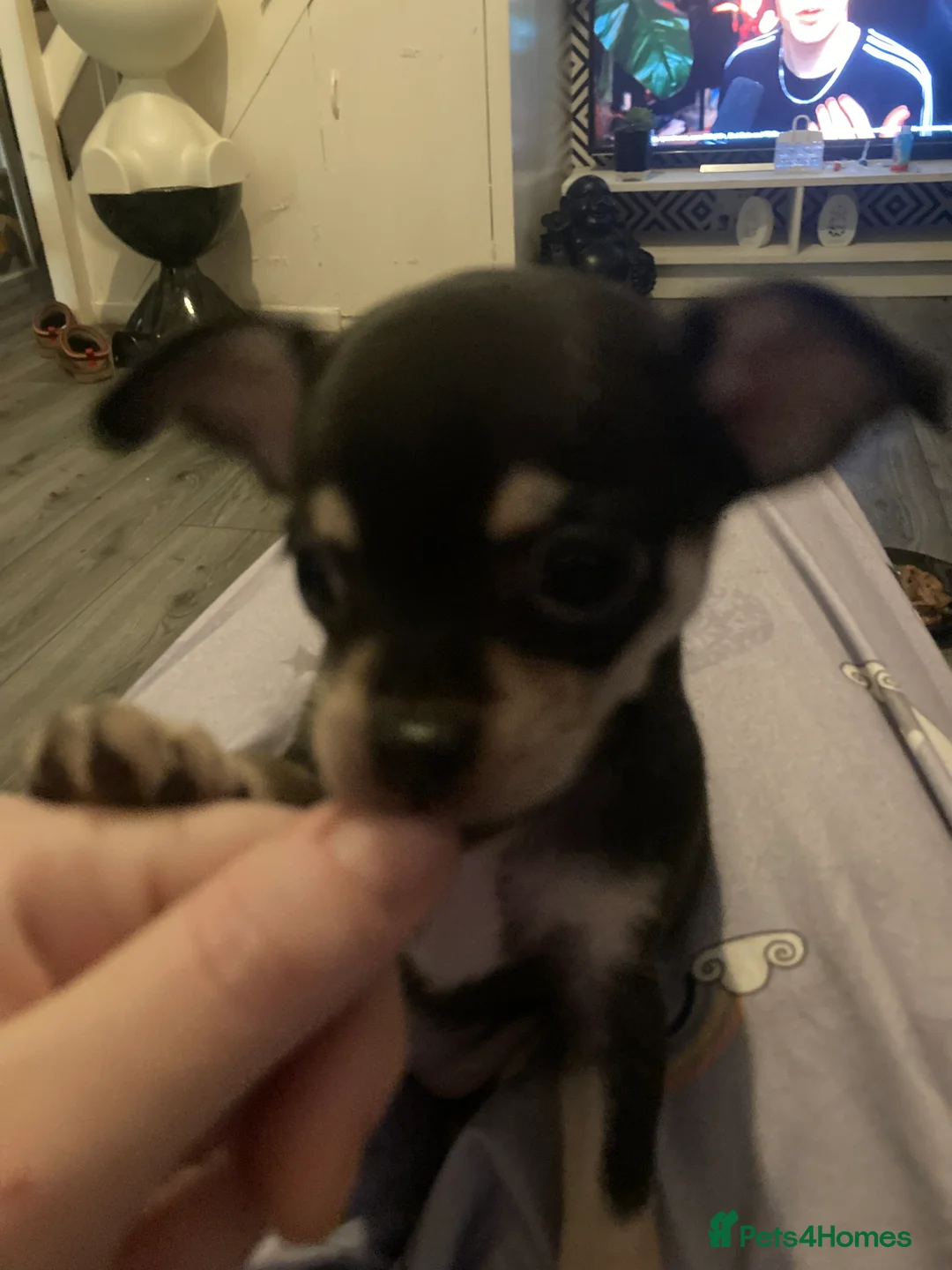 Chihuahua dogs for sale: Miniature chihuahua pups 2 females left - Advert 8