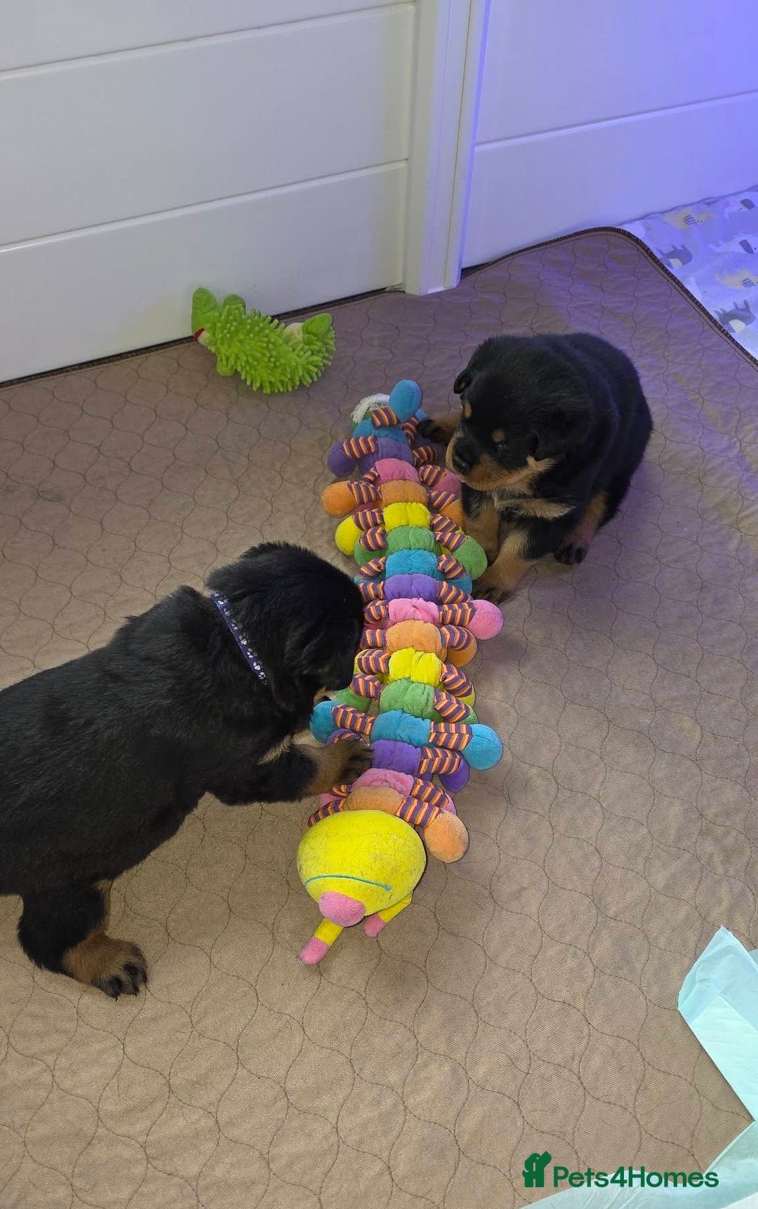 Rottweiler dogs for sale: outstanding Rottweiler pups excellent bloodlines. - Advert 3