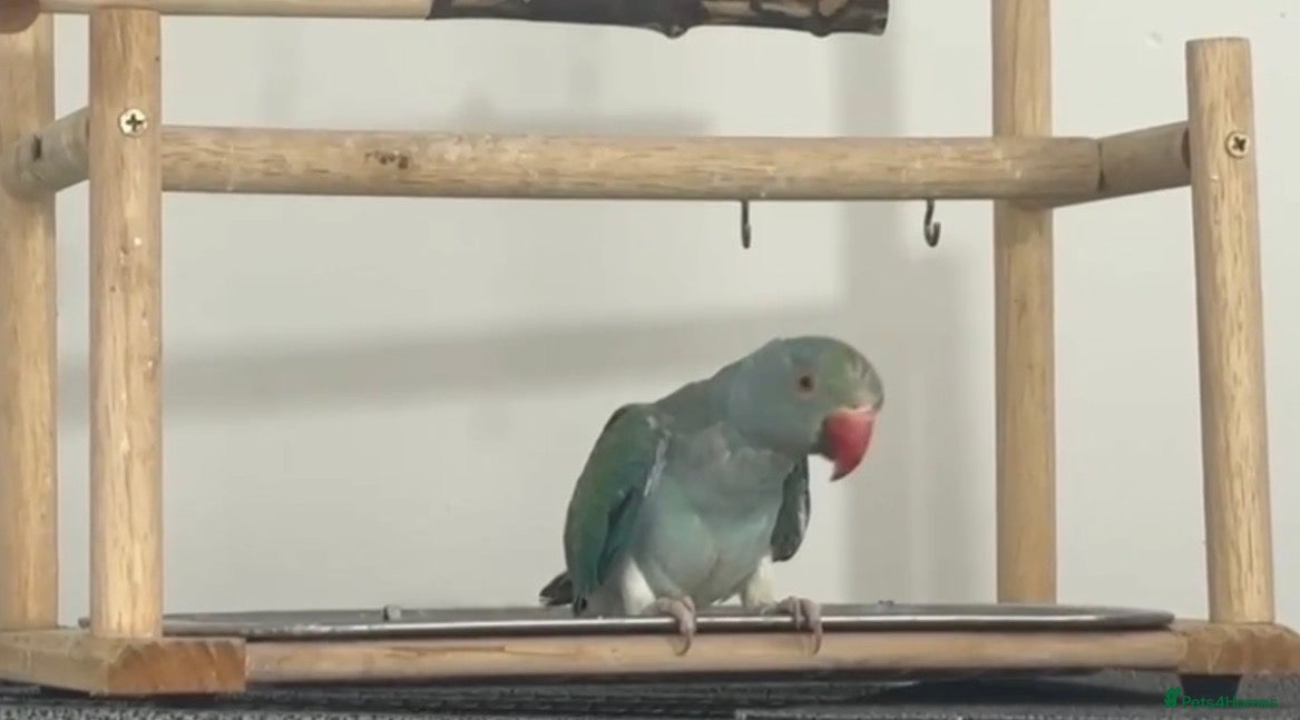 Ringnecks birds Indian Ringneck Rare Colour 6 Months Old - Advert 2