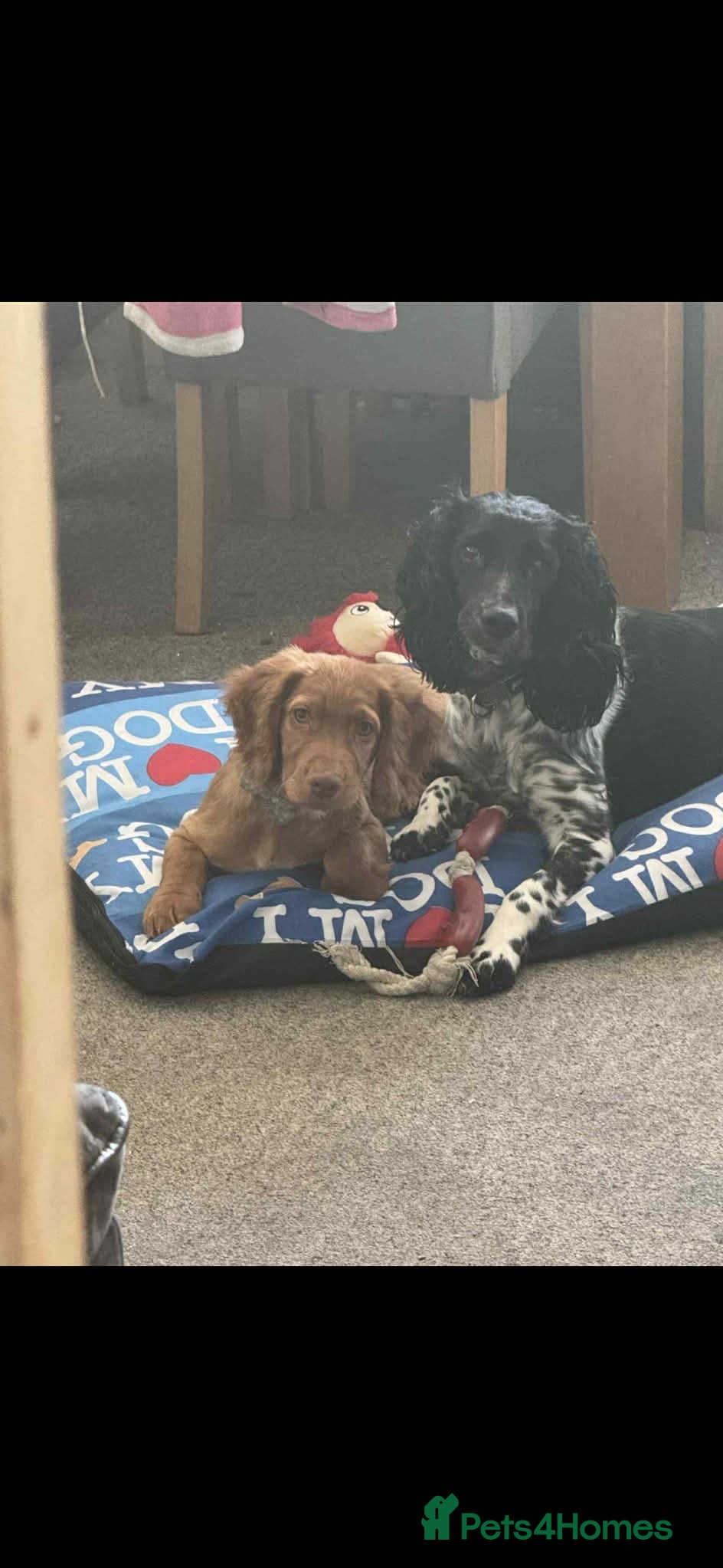 Sprocker dogs Amazing sprocker puppies  - Advert 1