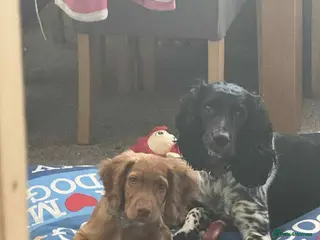 Sprocker dogs Amazing sprocker puppies - Advert 1