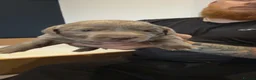 Labrador Retriever dogs for sale: Beautiful KC REG Silver Labrador Puppies  - Advert 21
