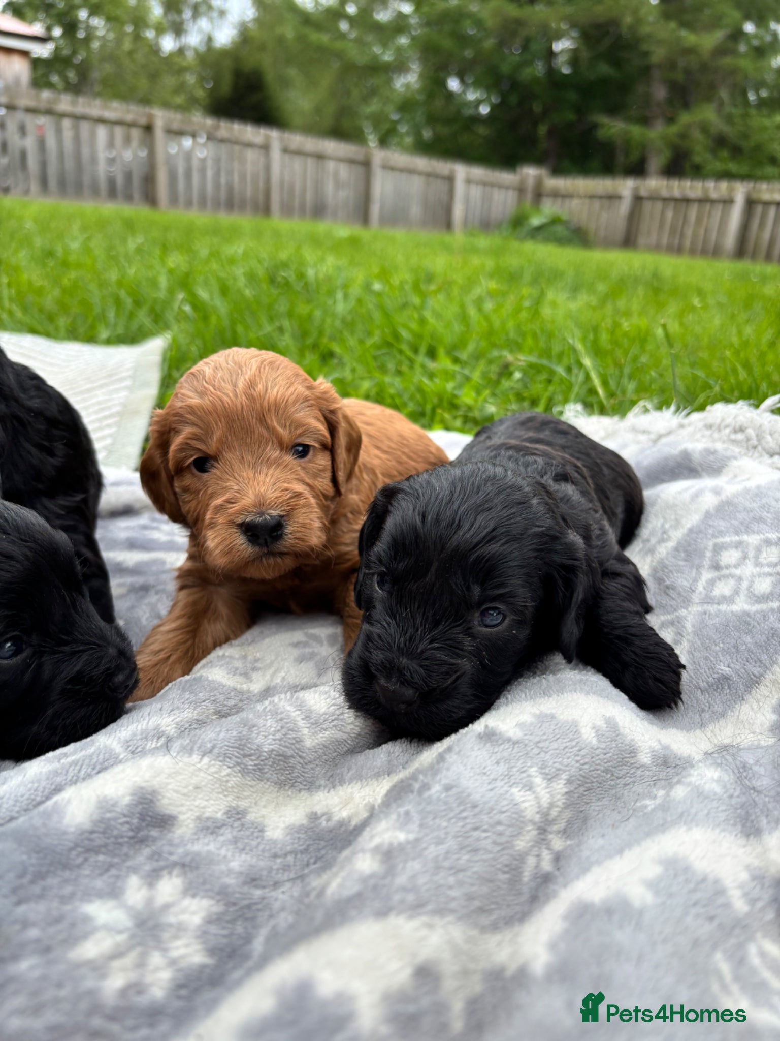 Cockapoo dogs F1 Cockapoo Pups! - Advert 5