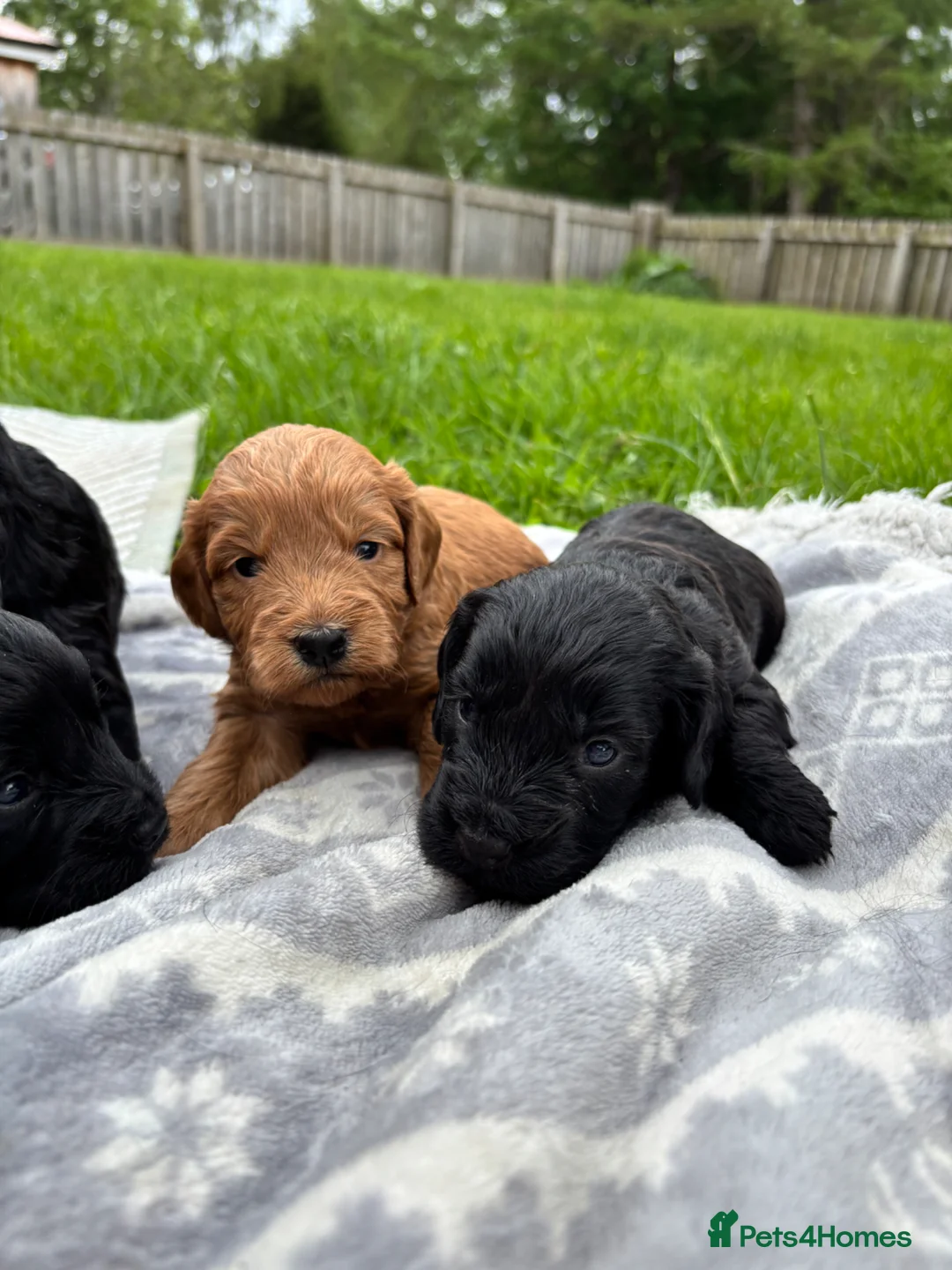Cockapoo dogs for sale: F1 Cockapoo Pups! - Advert 1