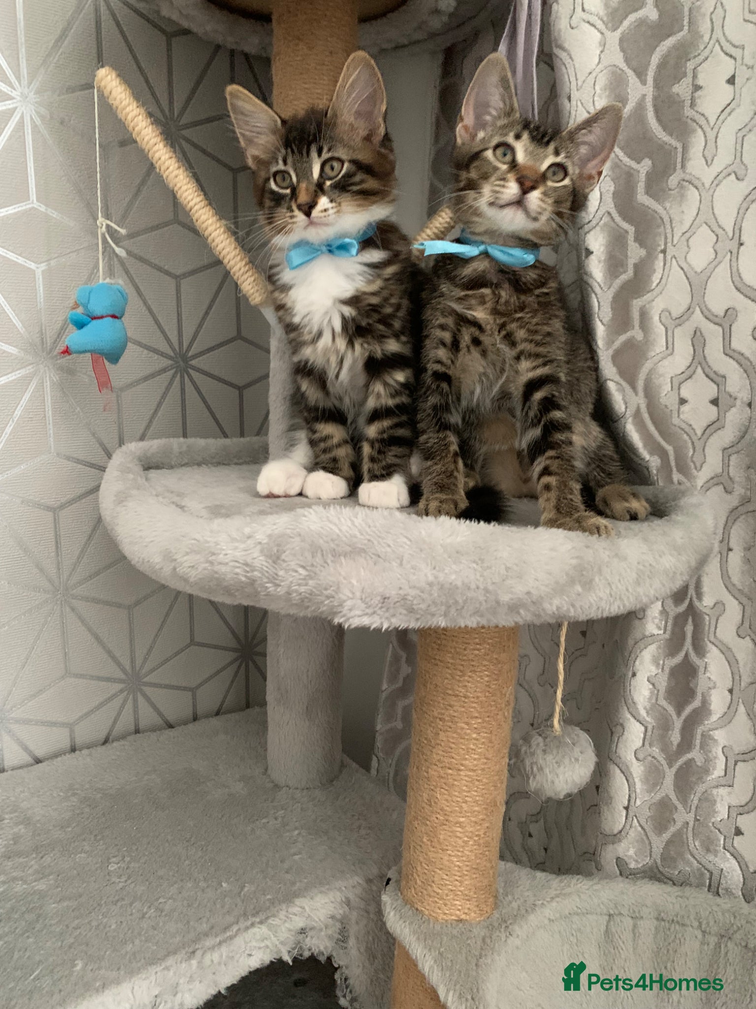 Mixed Breed cats Beautiful kittens looking for loving home. - Advert 2