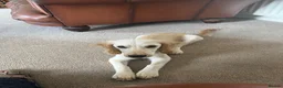 Cavapoo dogs for sale: 7 month cavapoo in Chesterfield - Advert 8
