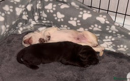 Labrador Retriever dogs for sale: Labrador puppies - Image 1