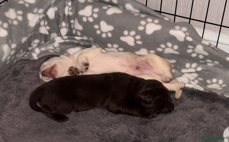 Labrador Retriever dogs - Advert 2