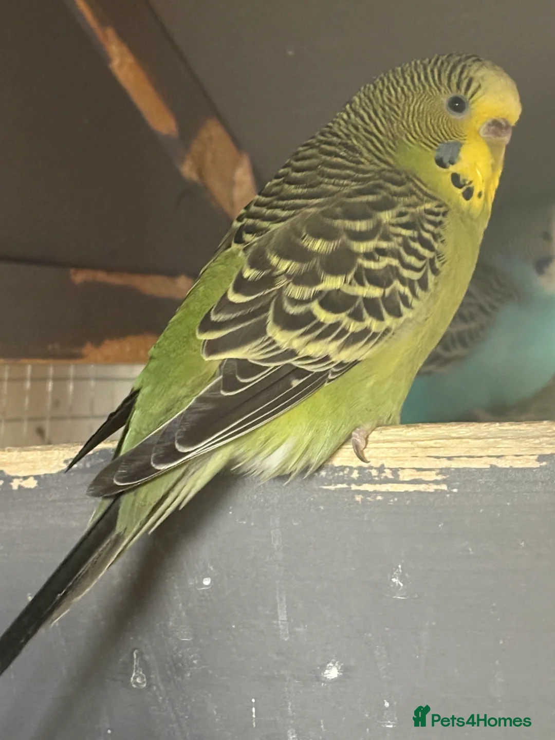 Budgerigars birds for sale: Young Budgies for sale - Advert 12
